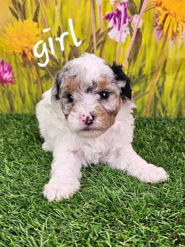 Autumn & Cadillac's Puppy 2025