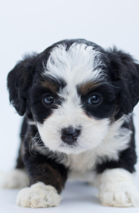 Miniature bernedoodle puppies
