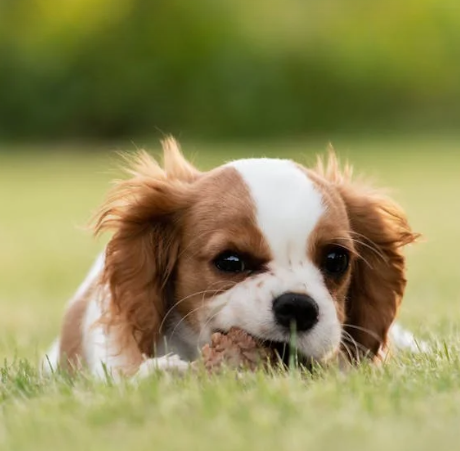 Miniature bernedoodle puppies