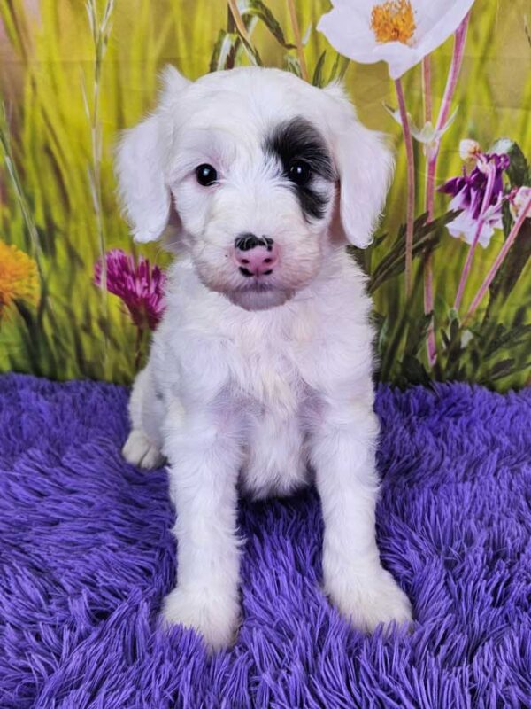 Nova