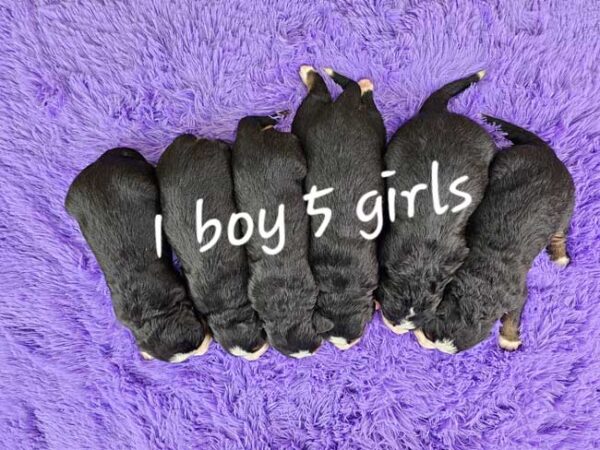 Heidi & Winston's Litter 2025 - Image 2