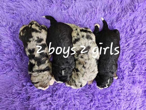 Holly & Diamond's Litter 2025 - Image 2