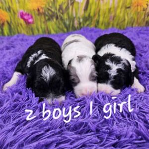 Millie & Diamond's Litter 2025