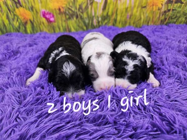 Millie & Diamond's Litter 2025