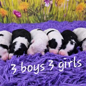 Winnie & Blake's Litter 2025