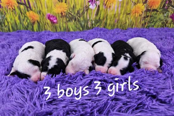 Winnie & Blake's Litter 2025