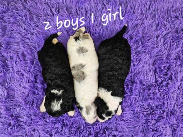 Millie & Diamond's Litter 2025 - Image 2