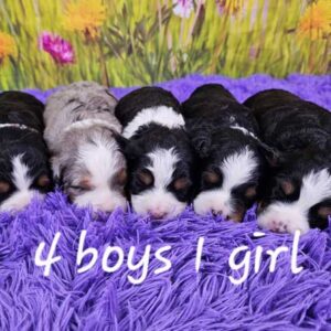 Lacy & Wolf's Litter 2025