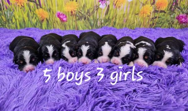 Lady & Maxwell's Litter 2025