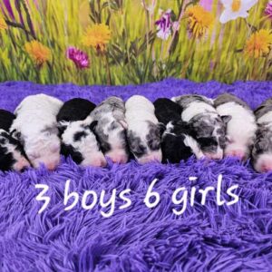 Penny & Diamond's Litter 2025