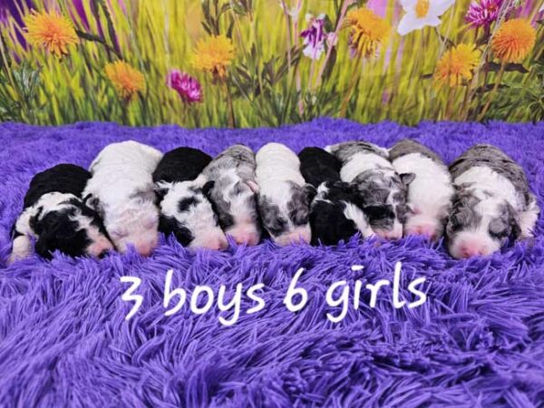 Penny & Diamond's Litter 2025