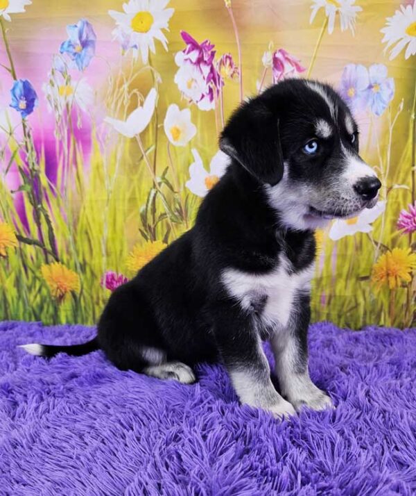 Gunther - Image 2