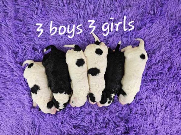 Winnie & Blake's Litter 2025 - Image 2