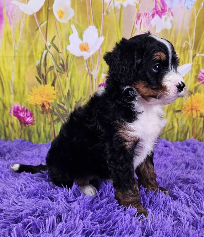 Java - Woodlot Companions