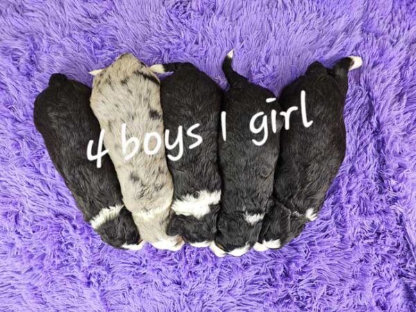Lacy & Wolf's Litter 2025 - Image 2
