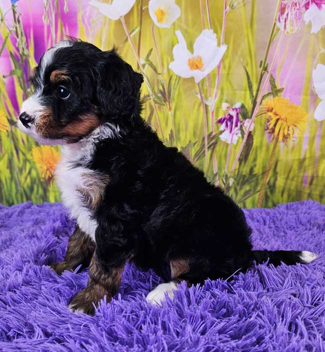 Java - Woodlot Companions