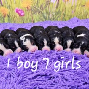 Trudie & Maxwell's Litter 2025
