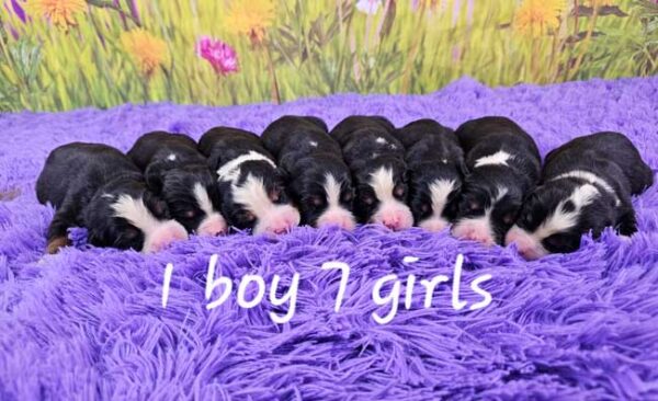 Trudie & Maxwell's Litter 2025