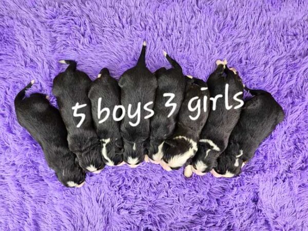 Lady & Maxwell's Litter 2025 - Image 2