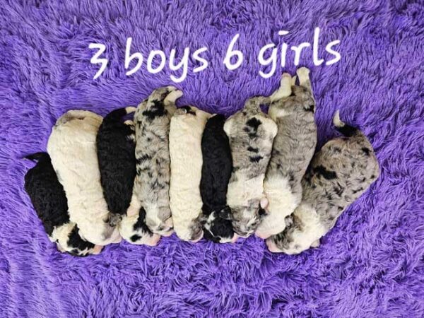 Penny & Diamond's Litter 2025 - Image 2