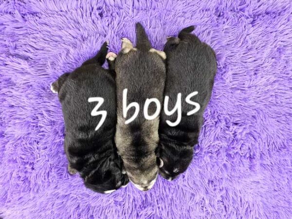 Willow & Magnum's Litter 2025 - Image 2