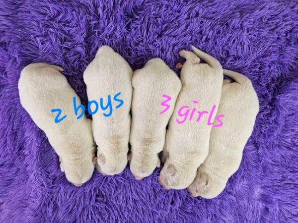 Trixie & Magnum's Litter 2025 - Image 2