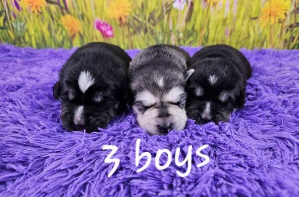 Willow & Magnum's Litter 2025