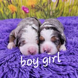 Snickers & Diamond's Litter 2025