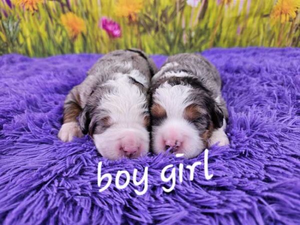 Snickers & Diamond's Litter 2025