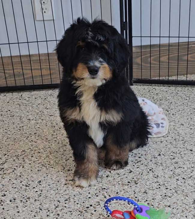 Mini-bernedoodle-puppies-for-sale-reef-2025