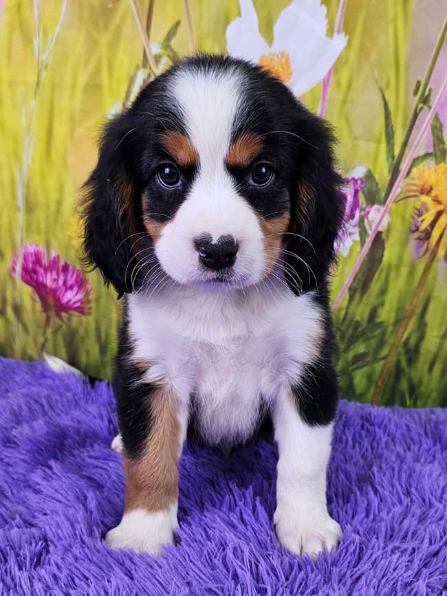 Mini-bernese-mountain-dog-breeder-eden-2025