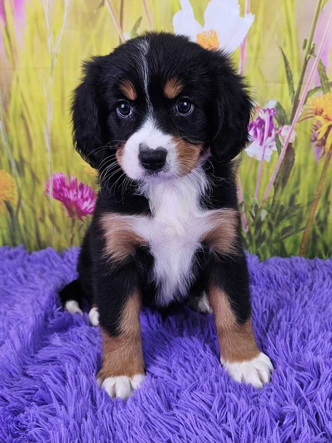 Mini-bernese-mountain-dog -puppy-for-sale-ellie-2025