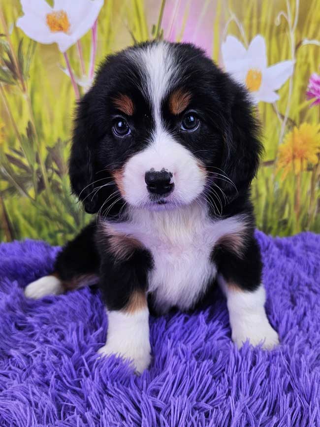 Mini-bernese-mountain-dog -for-sale-ember-2025