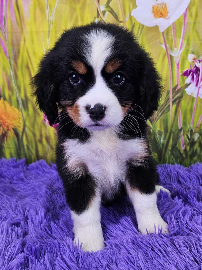 Mini-bernese-mountain-dog-upcoming-litters-esme-2025