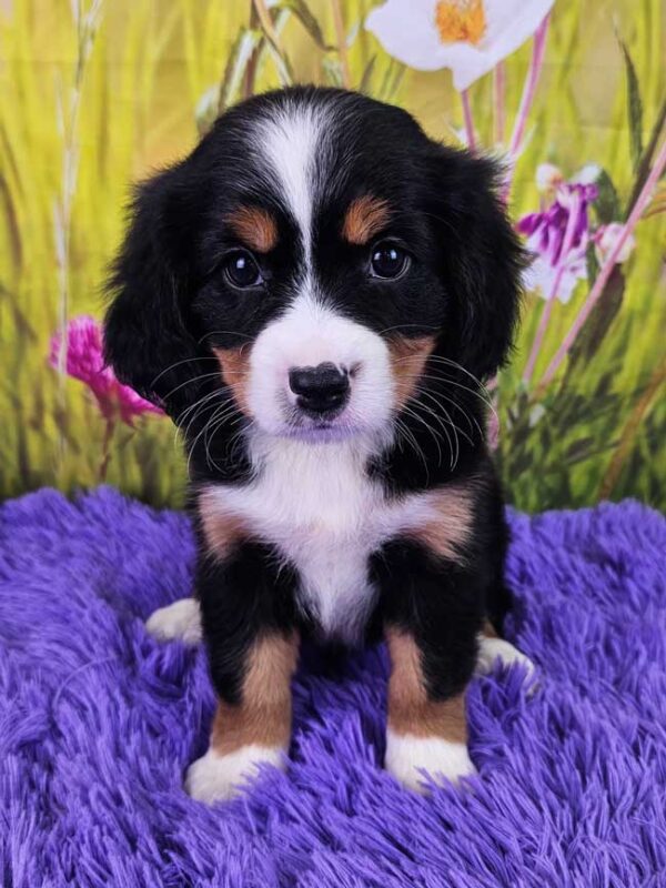 Best-mini-bernese-mountain-dog-for-sale-eva-2025