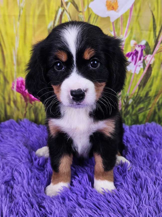 Best-mini-bernese-mountain-dog-for-sale-eva-2025