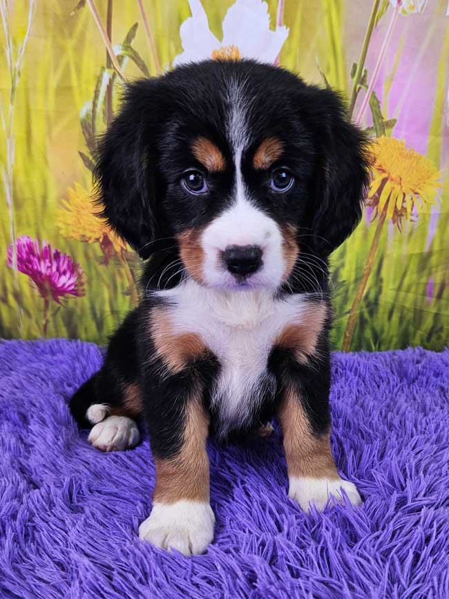Best-mini-bernese-mountain-dog-for-sale-everly-2025