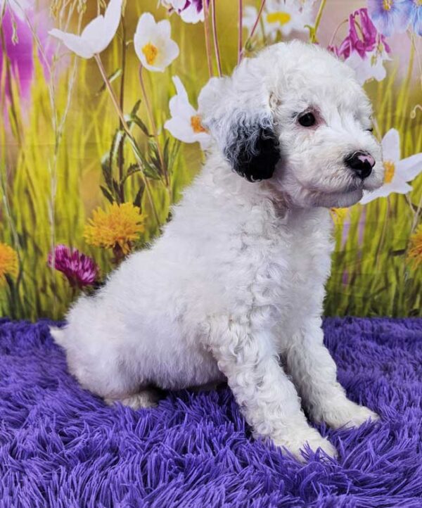Wiggles - Image 2