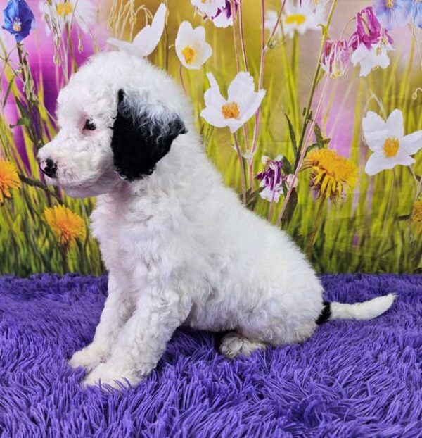 Wiggles - Image 3
