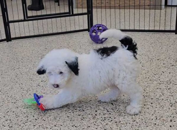 Wiggles - Image 5