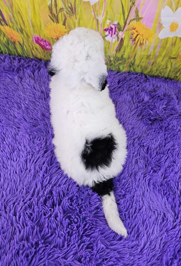 Wiggles - Image 4