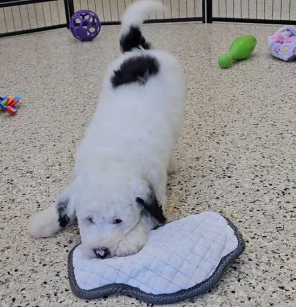 Wiggles - Image 7