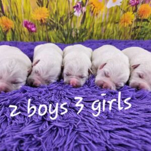 Trixie & Magnum's Litter 2025