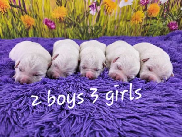 Trixie & Magnum's Litter 2025