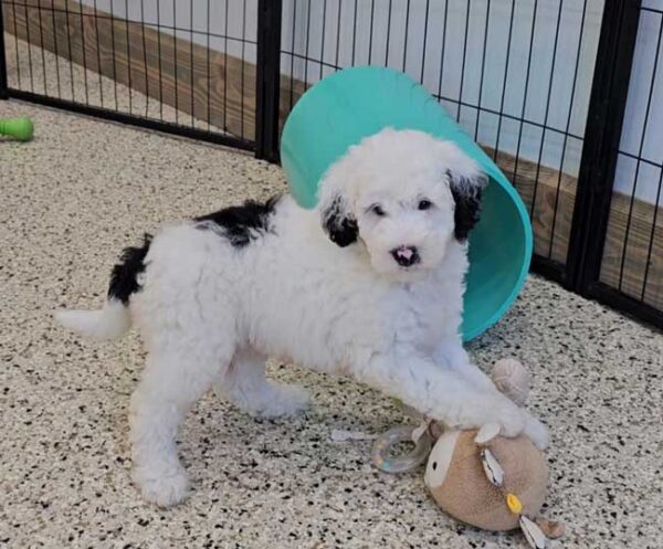 Wiggles - Image 8