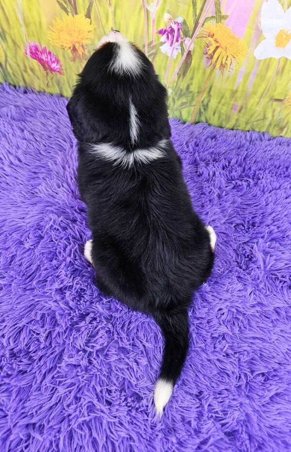 Abby - Image 4