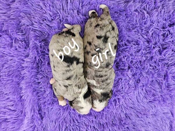 Snickers & Diamond's Litter 2025 - Image 2