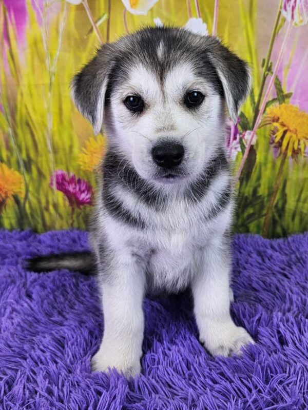 goberian-puppies-for-sale-near-me-iggy-2025