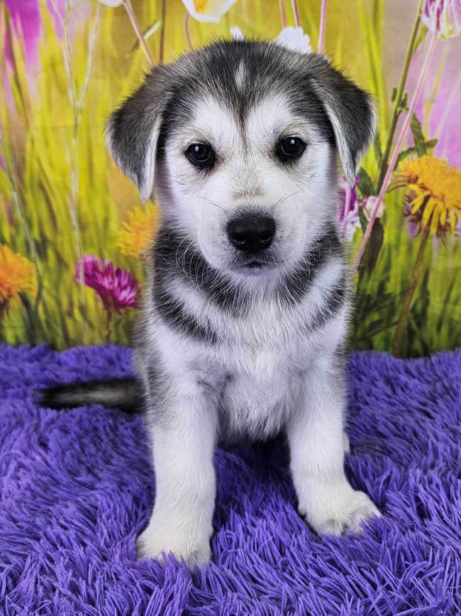 goberian-puppies-for-sale-near-me-iggy-2025