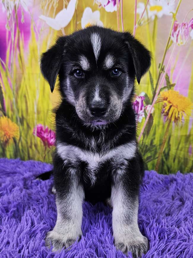 goberian-puppy-for-sale-igor-2025